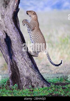 Leopard (Panthera pardus) climbing tree, Serengeti National Park, Tanzania Stock Photo