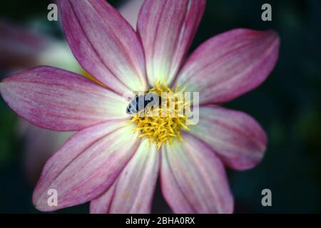 A bee sits on the blossom of a pink dahlia and collects nectar. Stock Photo