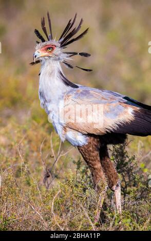Secretary bird (Sagittarius serpentarius), Ngorongoro Conservation Area, Tanzania Stock Photo