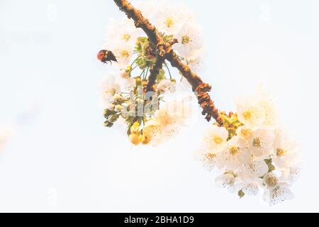 Blossom abstract, flowers of a sour cherry, Prunus cerasus Stock Photo