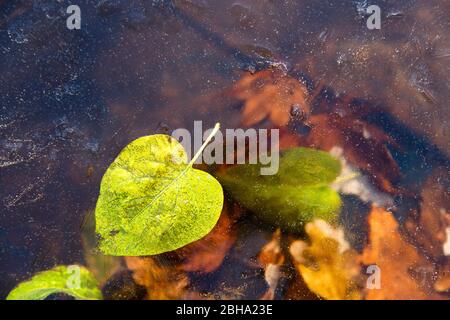 Autumn green fallen leaf and dry leaves freezing into ice. First ice on the surface of the water. Winter background. Stock Photo