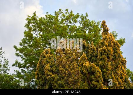 A golden Irish yew shrub growing in a garden in South Wales, UK Stock Photo