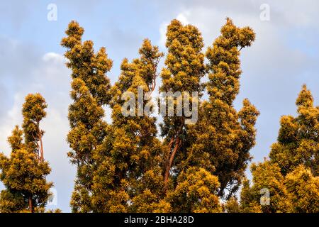 A golden Irish yew shrub growing in a garden in South Wales, UK Stock Photo