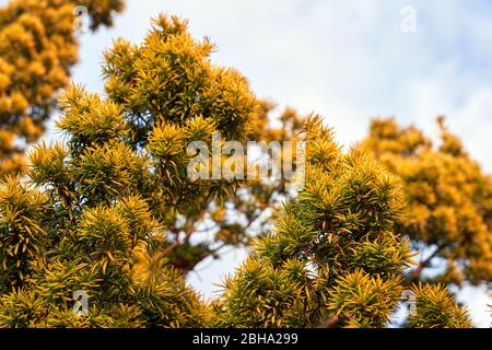 A golden Irish yew shrub growing in a garden in South Wales, UK Stock Photo