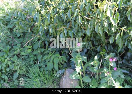 English Countryside Stock Photo