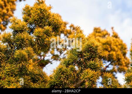 A golden Irish yew shrub growing in a garden in South Wales, UK Stock Photo