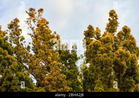 A golden Irish yew shrub growing in a garden in South Wales, UK Stock Photo