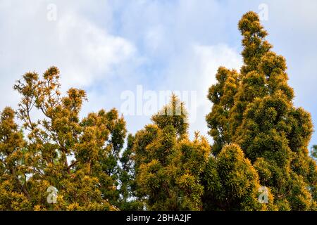 A golden Irish yew shrub growing in a garden in South Wales, UK Stock Photo