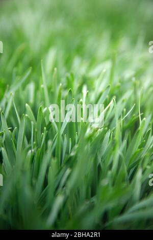 Close up of freshly grass on the green lawn or field, soft focus. Young greens of cereal crops Stock Photo