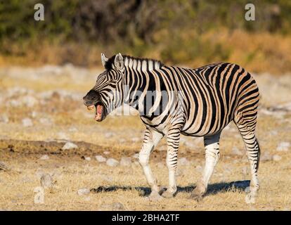 Zebra, Etosha National Park, Namibia Stock Photo