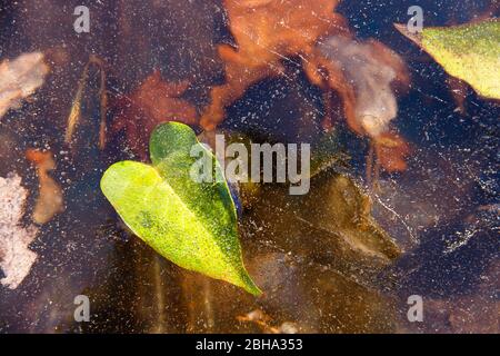 Autumn green fallen leaf and dry leaves freezing into ice. First ice on the surface of the water. Winter background. Stock Photo