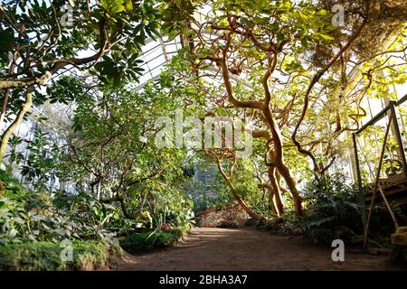 Tropical greenhouse with evergreen flowering plants, twisting trees on sunny day with beautiful light and sun rays. Exotic tropical plants in botanica Stock Photo