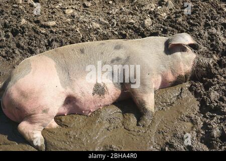 Domestic pig resting in mud Stock Photo