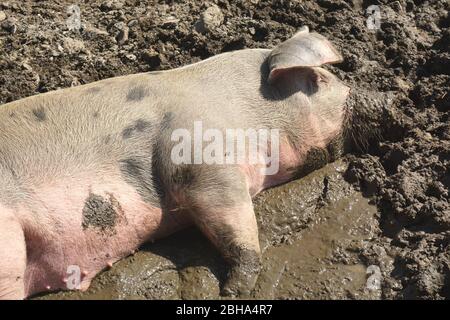 Domestic pig resting in mud Stock Photo