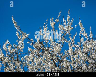 Gorgeous flowering plum tree (Prunus domestica) in front of blue sky in spring, Bavaria, Germany, Europe Stock Photo