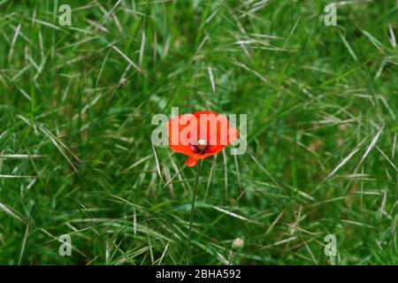 Single bright red poppy flower on the edge of a field, surrounded by grass. Stock Photo