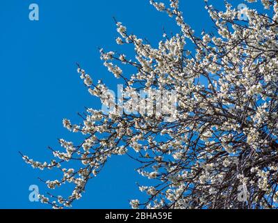 Gorgeous flowering plum tree (Prunus domestica) in front of blue sky in spring, Bavaria, Germany, Europe Stock Photo