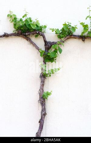 A branch fork with green and fresh vine leaves on a bright and yellow plaster facade. Stock Photo