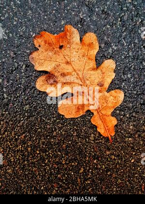 Wet oak leaves lay on the ground in autumn Stock Photo - Alamy