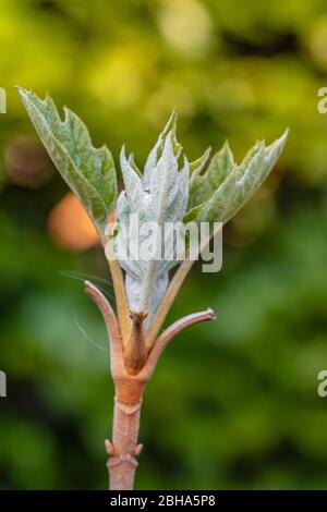 Oak leaf hydrangea, leaves shoot, young leaves Stock Photo