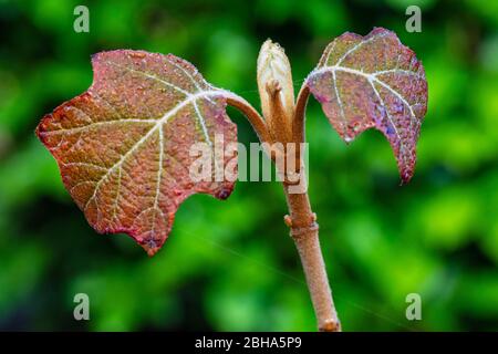 Oak leaf hydrangea, leaves shoot, young leaves Stock Photo
