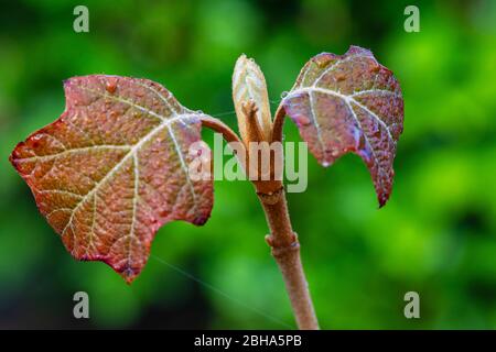 Oak leaf hydrangea, leaves shoot, young leaves Stock Photo