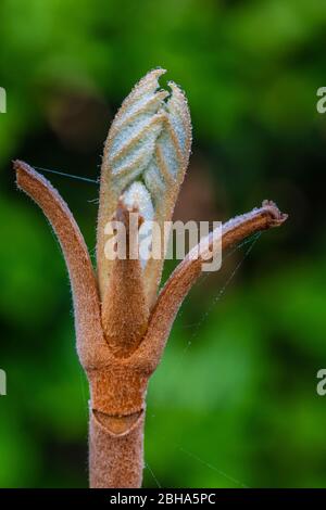 Oak leaf hydrangea, leaves shoot, young leaves Stock Photo