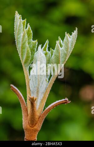 Oak leaf hydrangea, leaves shoot, young leaves Stock Photo