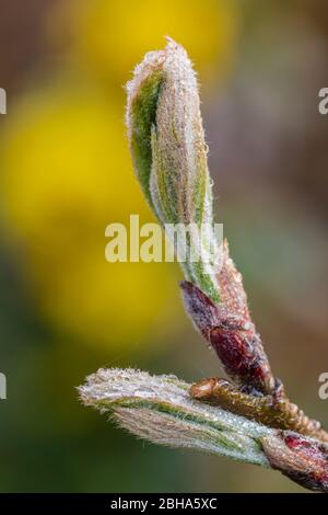 Oak leaf hydrangea, leaves sprout Stock Photo