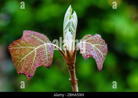 Oak leaf hydrangea, leaves shoot, young leaves Stock Photo