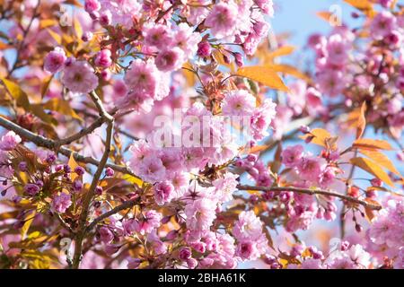 Cherry blossom - spring, UK Stock Photo