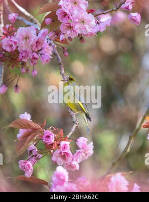 European Greenfinch - Fringillidae - perched on branch in cherry blossom tree in spring - Scotland, UK Stock Photo