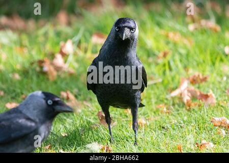 Jackdaw jackdaws - Corvus monedula - on garden lawn - UK Stock Photo