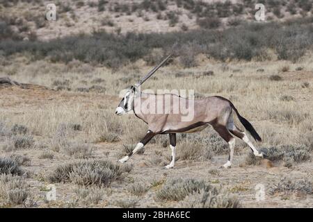 Running Gemsbok (Oryx gazella), Kgalagadi Transfrontier Park, South Africa Stock Photo