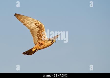 Immature lanner falcon (Falco biarmicus), Kgalagadi Transfrontier Park, South Africa | Young Lanner falcon (Falco biarmicus), Kgalagadi Transfrontier Park, South Africa Stock Photo