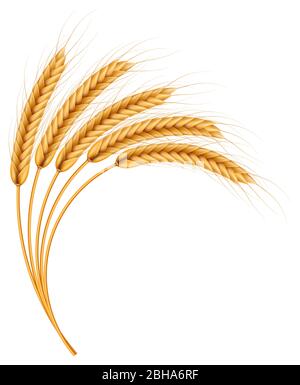 Bunch of wheat ears, dried whole grains realistic illustration frame isolated on white background. Bakery object template. Wheat ears wreath. EPS 10 Stock Vector