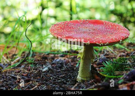 Flyagaric mushroom in New Zealand. Photo taken near Queenstown. Stock Photo
