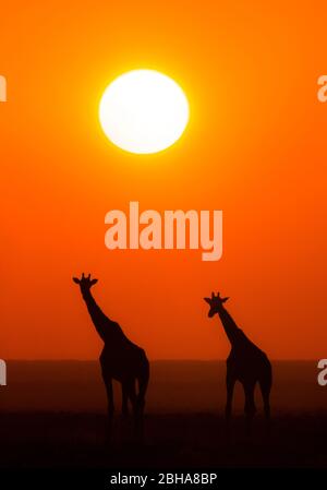 Southern giraffe (Giraffa giraffa) silhouettes at sunset, Etosha National Park, Namibia Stock Photo