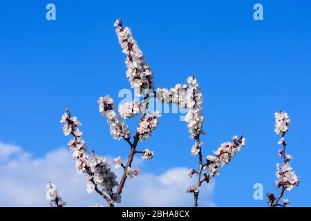 Spitz: Apricot trees blossom, apricot blossom in Wachau, Lower Austria, Lower Austria, Austria Stock Photo
