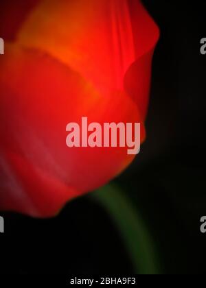 Beautiful fine art photo of a tulip Stock Photo