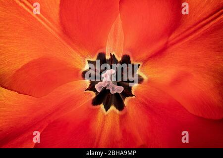 Detail of center inside of tulip Stock Photo