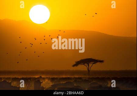 View of White-bearded wildebeest (C. taurinus mearnsi) herd, Ngorongoro Conservation Area, Tanzania, Africa Stock Photo