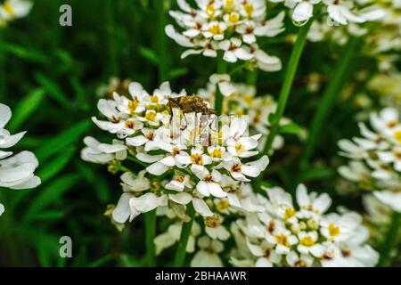 Black-spotted pincers with an ant on an evergreen ribbon flower, close-up Stock Photo