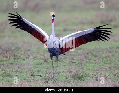 Portrait of Grey crowned crane (Balearica regulorum), Ngorongoro Conservation Area, Tanzania, Africa Stock Photo