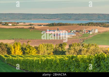 Canada, Nova Scotia, Annapolis Valley, Wolfville, a local vineyard Stock Photo