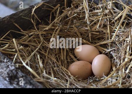 Fresh chicken eggs in straw nest Stock Photo