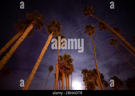 Low angle view of palm trees at night, California, USA Stock Photo