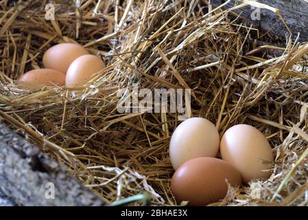three chicken eggs in the nest. Brown eggs in nest Stock Photo