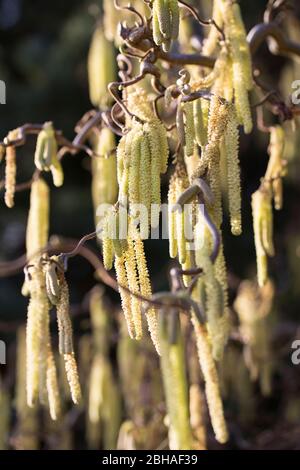 Flowering, male hazel catkins in March, Corylus avellana 'Contorta', corkscrew hazel, close-up Stock Photo