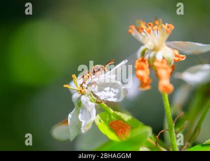 Colourful small orange and yellow wasp on white apple blossom in a garden in spring is Surrey, south-east England